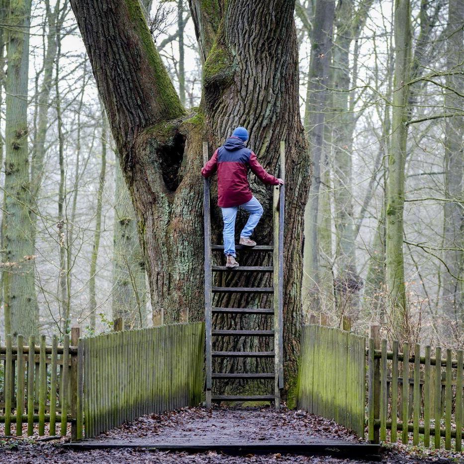Timber over Tinder: Bridegroom's Oak in a German forest has connected lovers for over a century